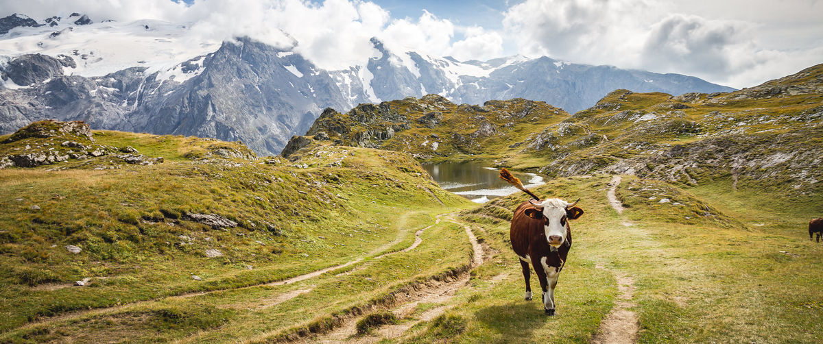 Rencontre au sommet. Il y a un petit côté Milka.